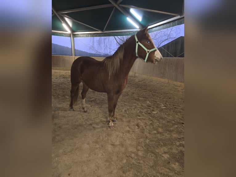 Caballo cuarto de milla Mestizo Yegua 3 años 145 cm Alazán in Pöllauberg