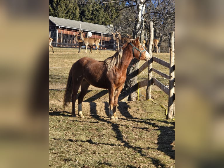 Caballo cuarto de milla Mestizo Yegua 3 años 145 cm Alazán in Pöllauberg