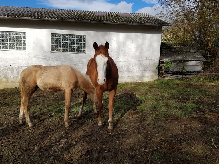 Caballo cuarto de milla Yegua 3 años 145 cm Alazán-tostado in Apfeldorf