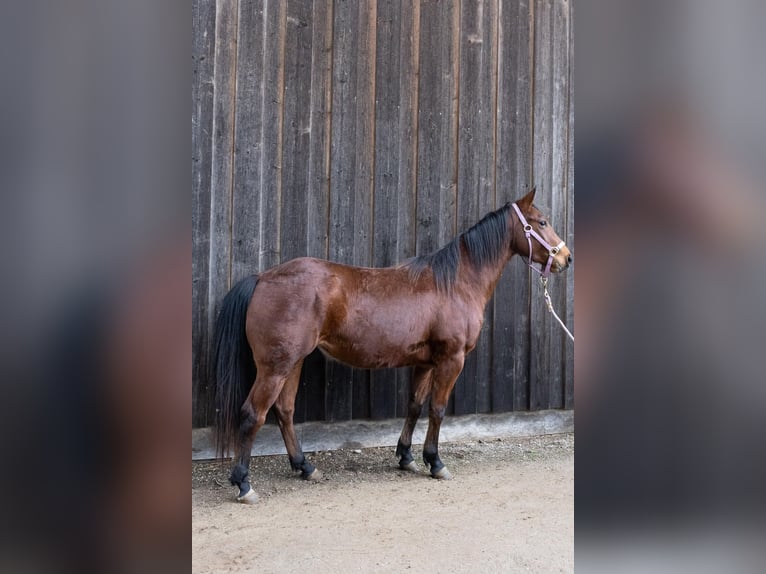 Caballo cuarto de milla Yegua 3 años 145 cm Castaño in Steinen
