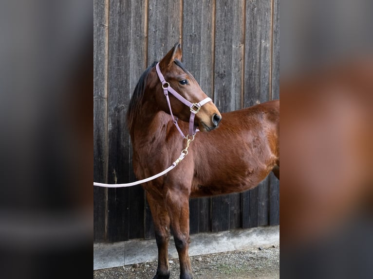 Caballo cuarto de milla Yegua 3 años 145 cm Castaño in Steinen