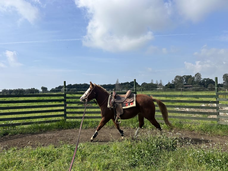 Caballo cuarto de milla Yegua 3 años 145 cm Champán in Latina