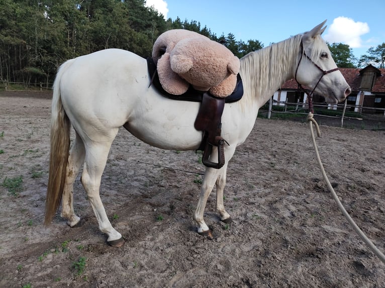 Caballo cuarto de milla Yegua 3 años 145 cm Champán in Pszczew