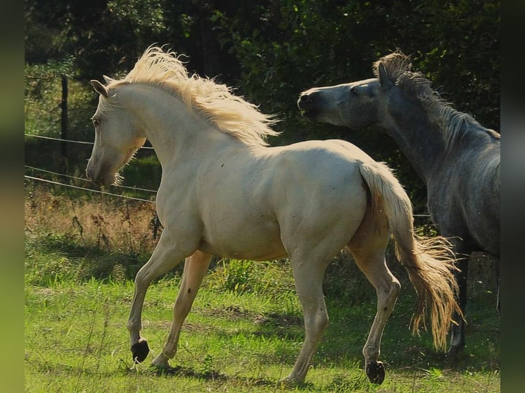 Caballo cuarto de milla Yegua 3 años 145 cm Champán in Pszczew