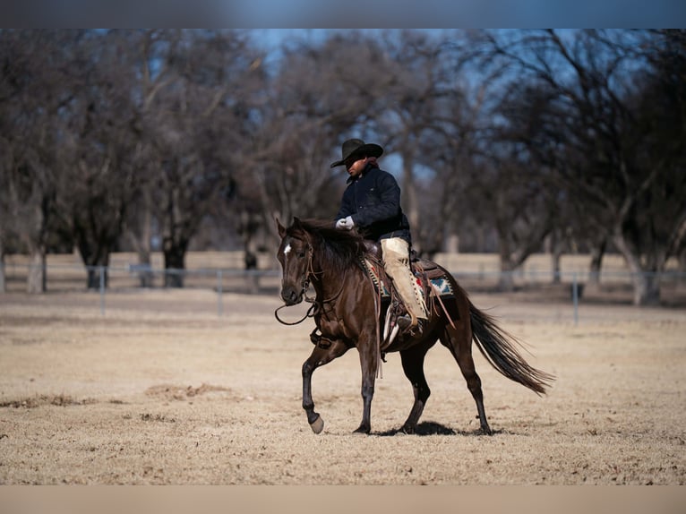 Caballo cuarto de milla Yegua 3 años 145 cm Negro in Canyon, TX