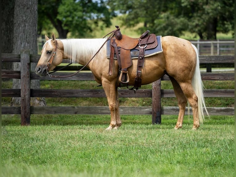 Caballo cuarto de milla Yegua 3 años 145 cm Palomino in Madisonville, KY