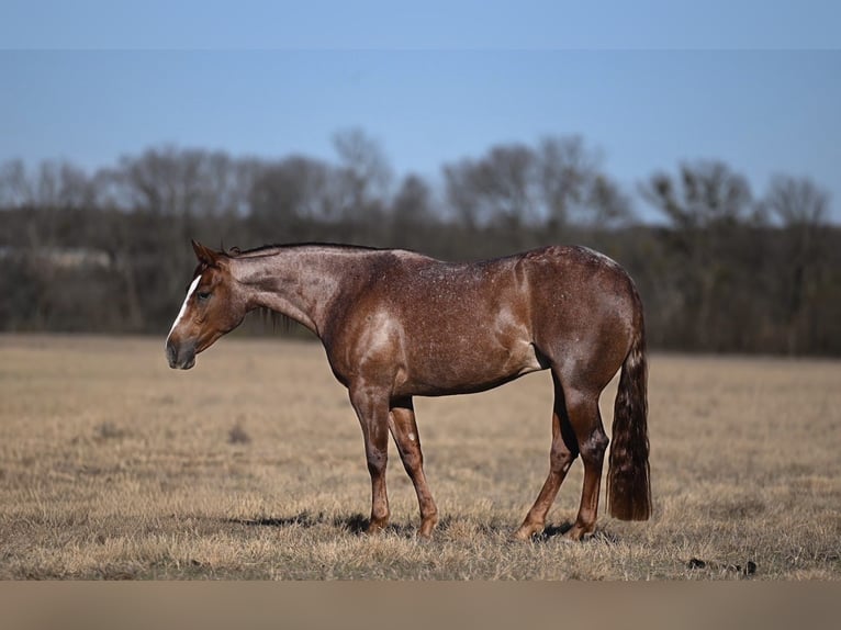 Caballo cuarto de milla Yegua 3 años 145 cm Ruano alazán in Waco