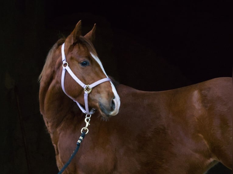 Caballo cuarto de milla Yegua 3 años 146 cm Alazán-tostado in AalenAalen