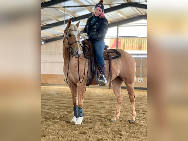 Caballo cuarto de milla Yegua 3 años 146 cm Palomino in Tannheim