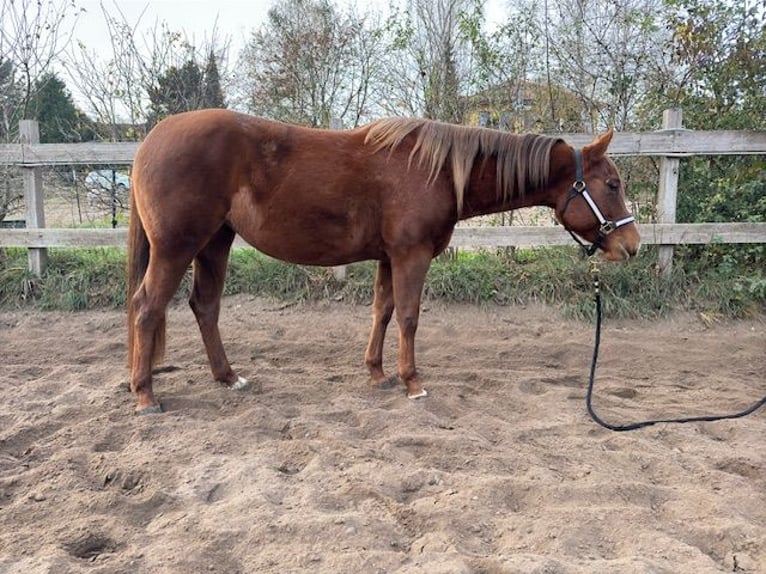 Caballo cuarto de milla Yegua 3 años 147 cm Alazán in Schildow