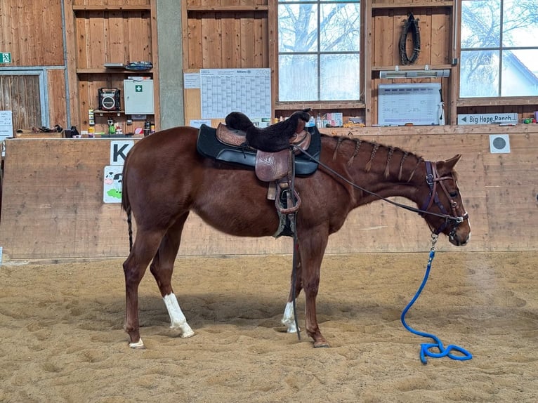 Caballo cuarto de milla Yegua 3 años 147 cm Alazán-tostado in AalenAalen