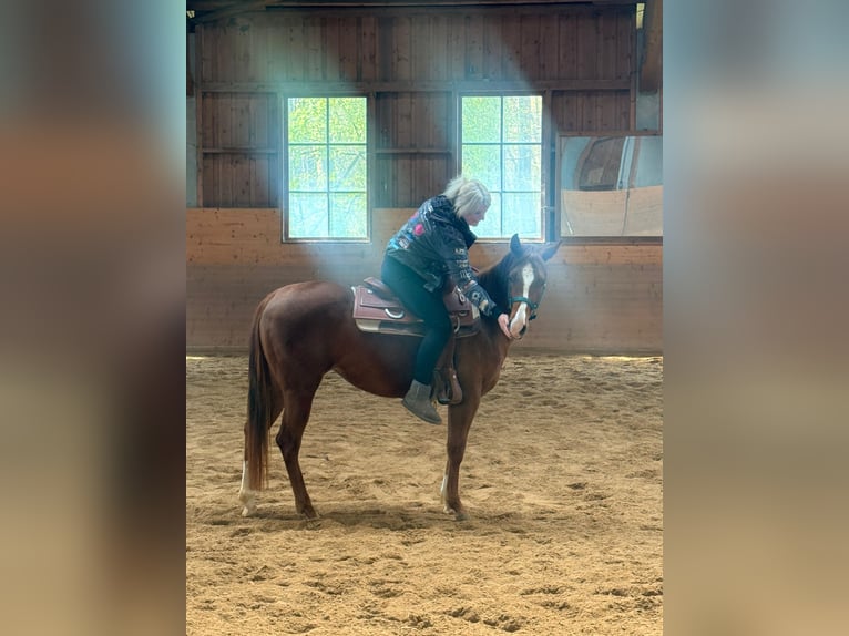 Caballo cuarto de milla Yegua 3 años 147 cm Alazán-tostado in AalenAalen