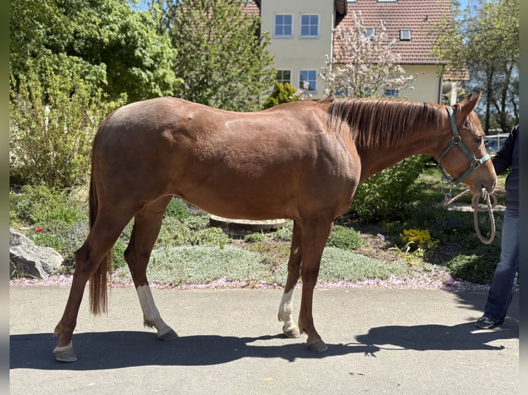 Caballo cuarto de milla Yegua 3 años 147 cm Alazán-tostado in AalenAalen