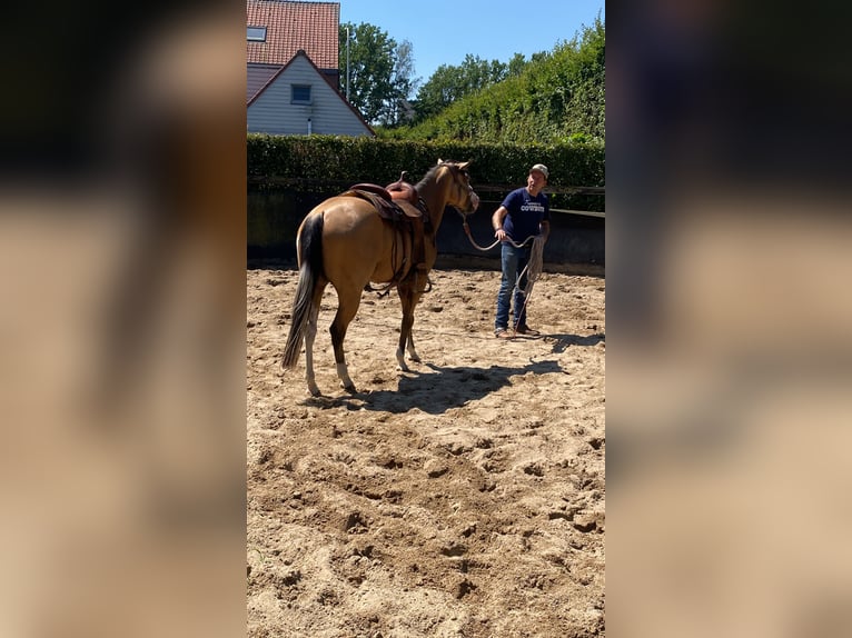 Caballo cuarto de milla Yegua 3 años 147 cm Buckskin/Bayo in Lille