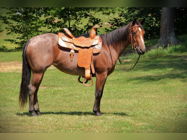 Caballo cuarto de milla Yegua 3 años 147 cm Castaño-ruano in Camden MI