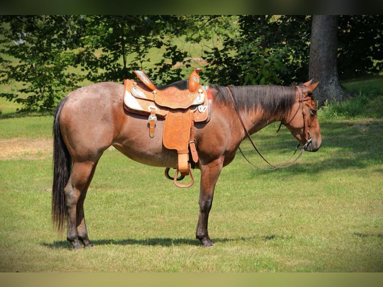 Caballo cuarto de milla Yegua 3 años 147 cm Castaño-ruano in Camden MI