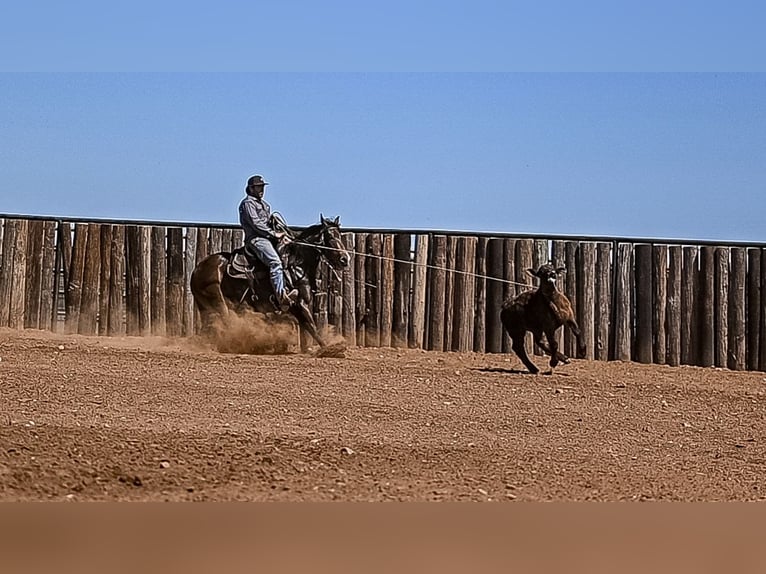 Caballo cuarto de milla Yegua 3 años 147 cm in Waco, TX