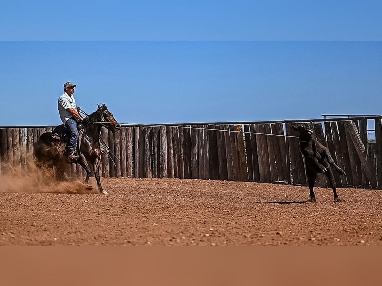 Caballo cuarto de milla Yegua 3 años 147 cm in Waco, TX