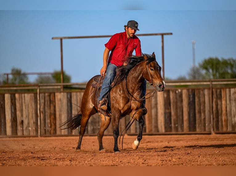 Caballo cuarto de milla Yegua 3 años 147 cm in Waco, TX