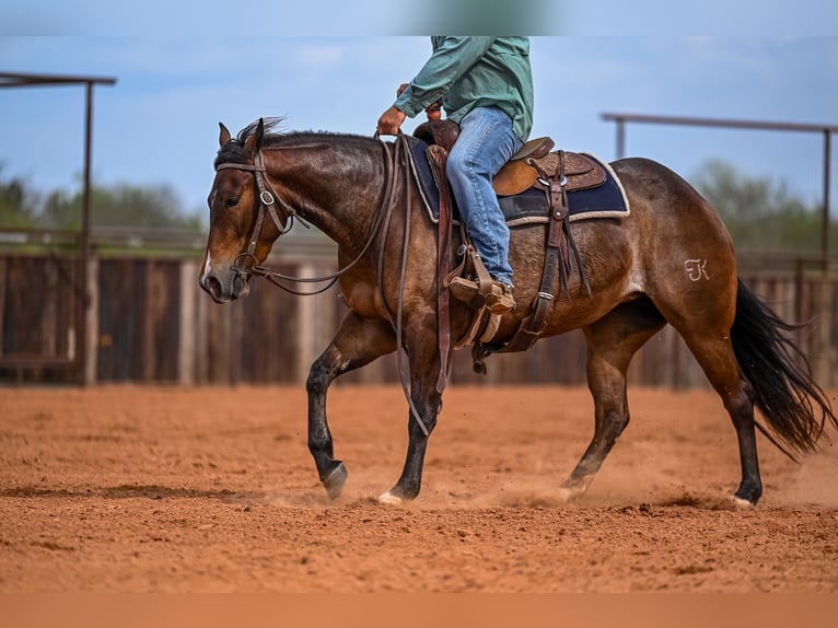Caballo cuarto de milla Yegua 3 años 147 cm in Waco, TX