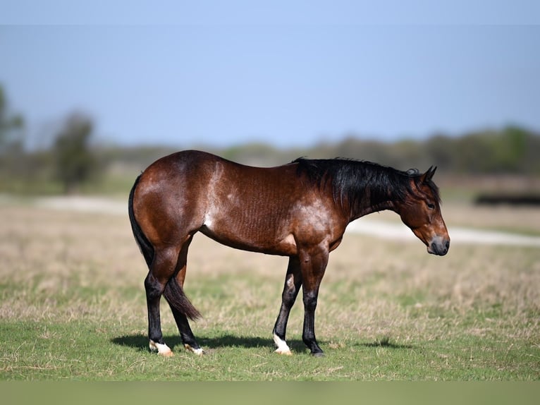 Caballo cuarto de milla Yegua 3 años 147 cm in Waco, TX