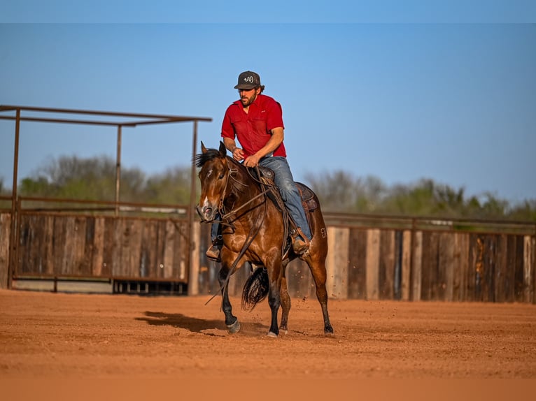 Caballo cuarto de milla Yegua 3 años 147 cm in Waco, TX