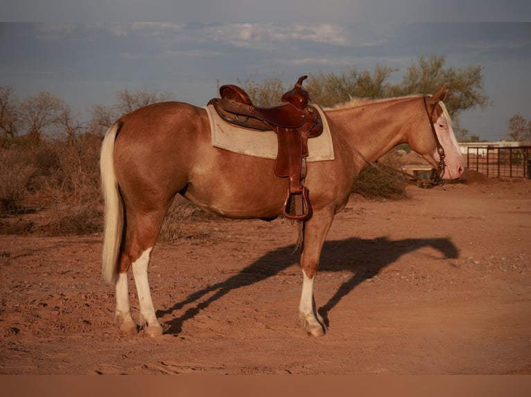 Caballo cuarto de milla Yegua 3 años 147 cm Palomino in Tonopah