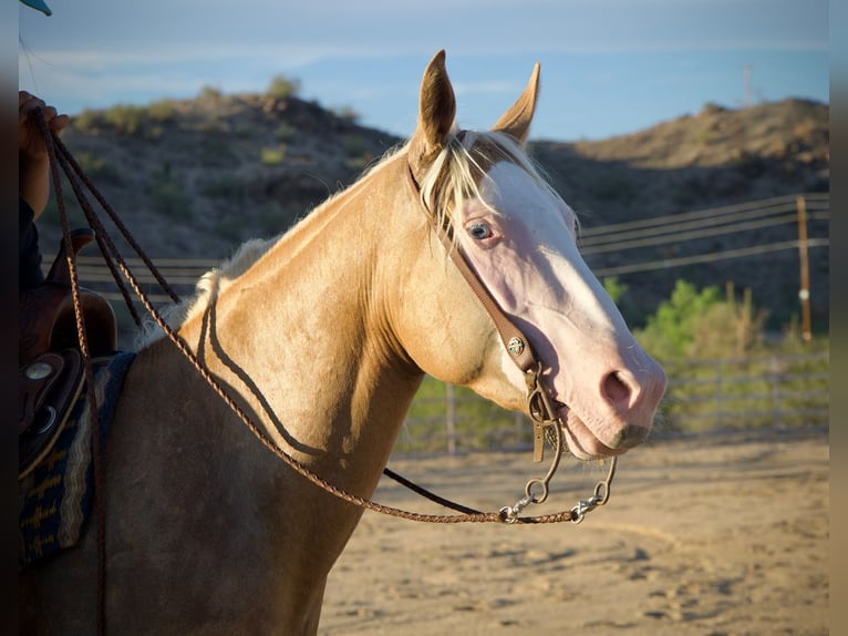 Caballo cuarto de milla Yegua 3 años 147 cm Palomino in Tonopah