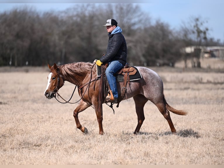 Caballo cuarto de milla Yegua 3 años 147 cm Ruano alazán in Waco