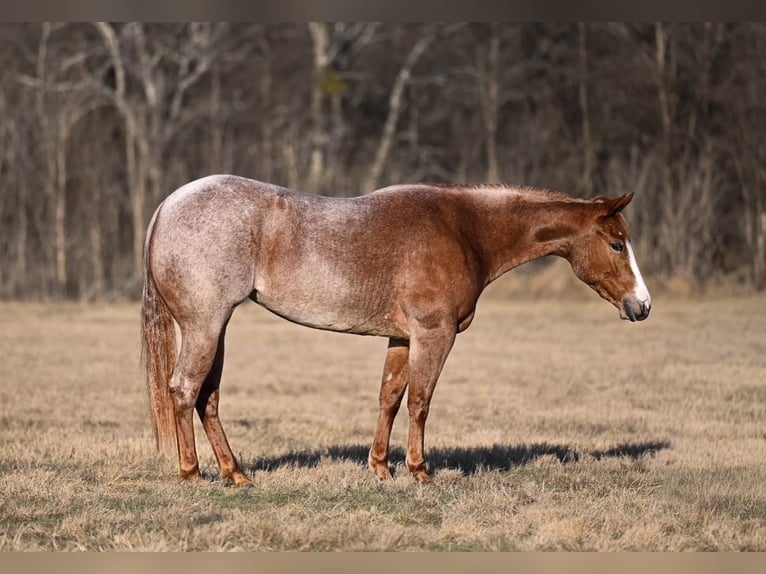 Caballo cuarto de milla Yegua 3 años 147 cm Ruano alazán in Waco
