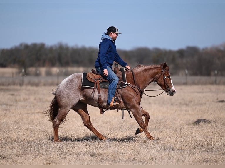 Caballo cuarto de milla Yegua 3 años 147 cm Ruano alazán in Waco