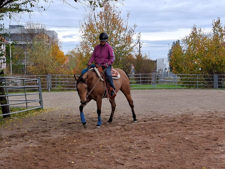Caballo cuarto de milla Yegua 3 años 148 cm Buckskin/Bayo in Balingen