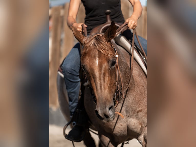Caballo cuarto de milla Yegua 3 años 148 cm Ruano alazán in Kappelen