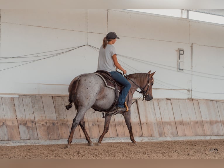 Caballo cuarto de milla Yegua 3 años 148 cm Ruano alazán in Kappelen