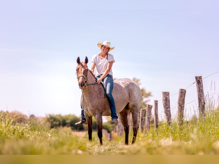 Caballo cuarto de milla Yegua 3 años 148 cm Ruano alazán in Kappelen