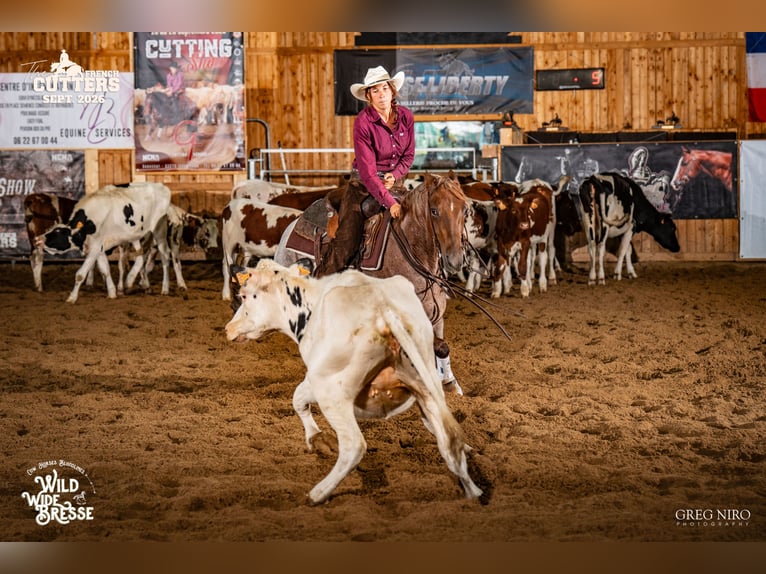 Caballo cuarto de milla Yegua 3 años 148 cm Ruano alazán in Kappelen
