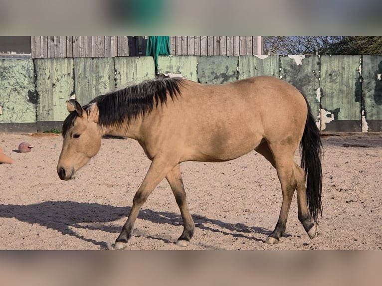 Caballo cuarto de milla Yegua 3 años 149 cm Buckskin/Bayo in Langenbach