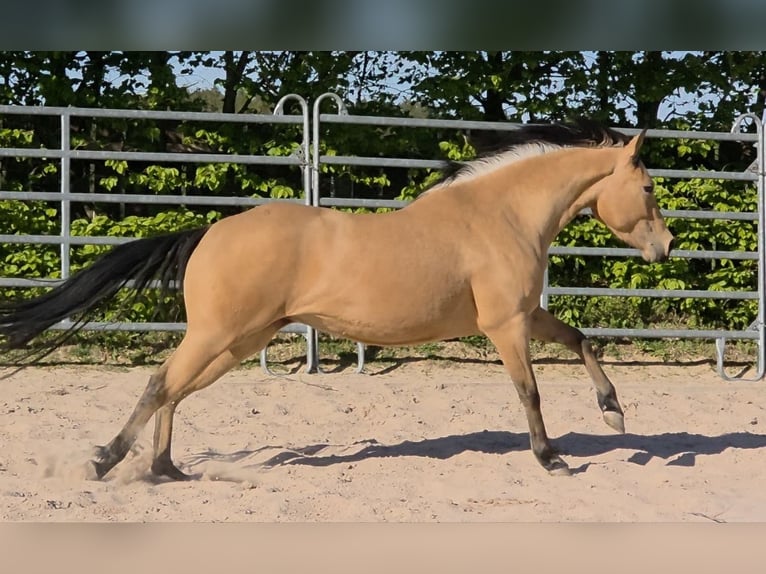 Caballo cuarto de milla Yegua 3 años 149 cm Buckskin/Bayo in Langenbach