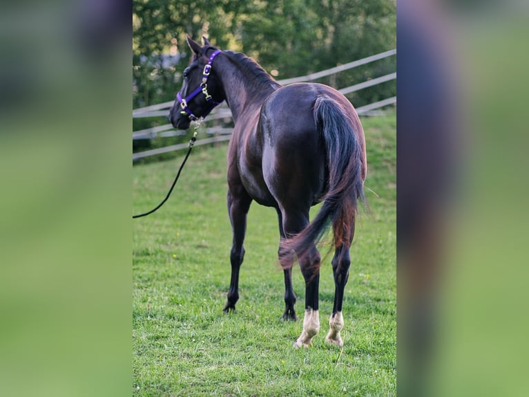 Caballo cuarto de milla Yegua 3 años 149 cm Negro in Dahlem