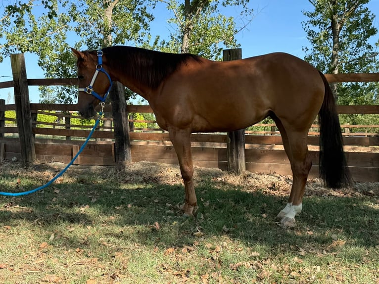 Caballo cuarto de milla Yegua 3 años 150 cm Alazán in Frassinello Monferrato
