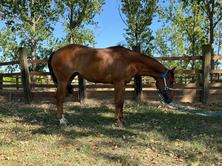 Caballo cuarto de milla Yegua 3 años 150 cm Alazán in Frassinello Monferrato