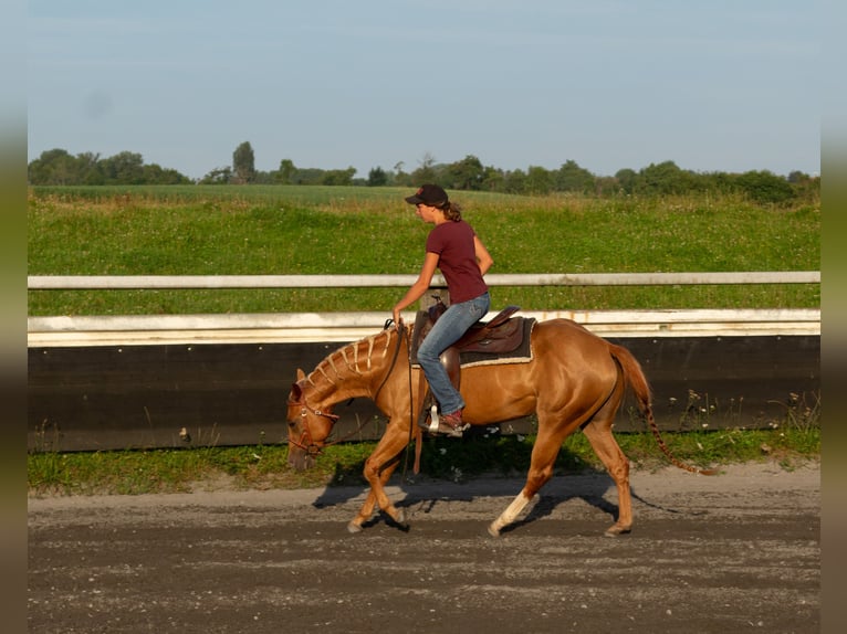 Caballo cuarto de milla Yegua 3 años 150 cm Alazán in Kappelen