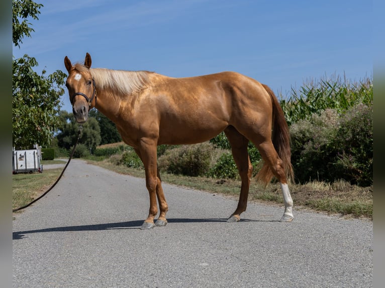 Caballo cuarto de milla Yegua 3 años 150 cm Alazán in Kappelen