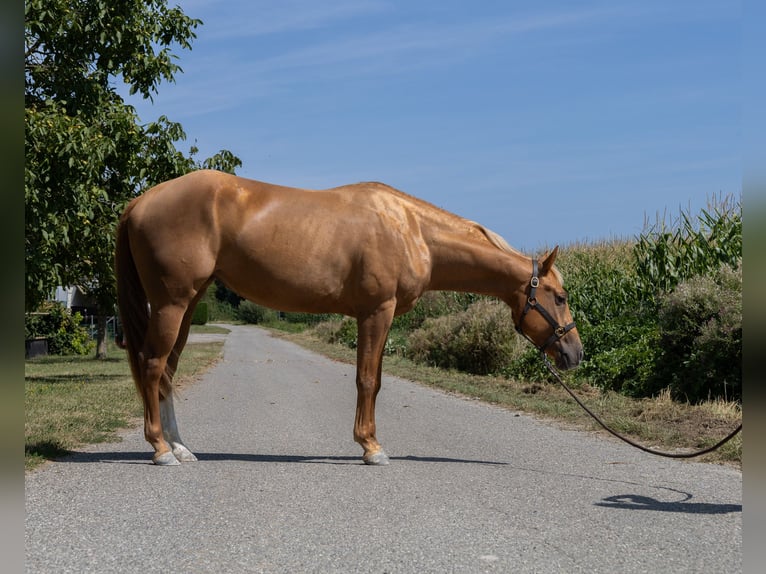 Caballo cuarto de milla Yegua 3 años 150 cm Alazán in Kappelen