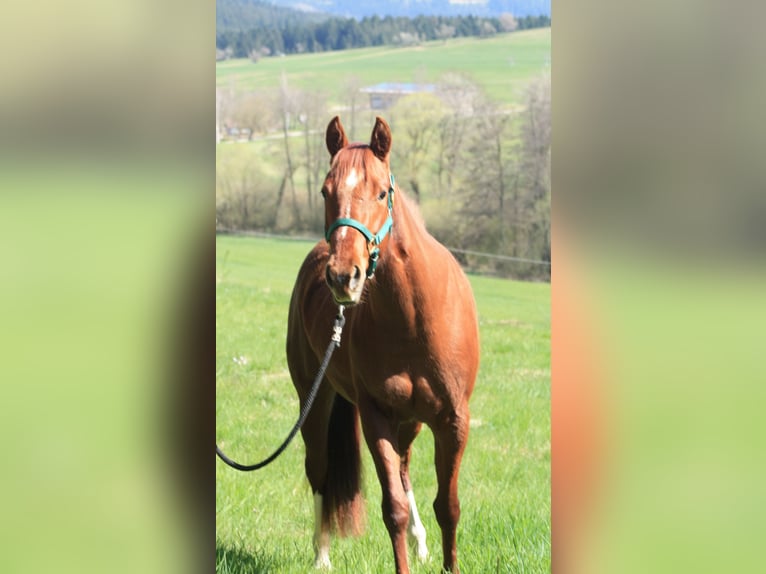 Caballo cuarto de milla Yegua 3 años 150 cm Alazán in Lo&#xDF;burg