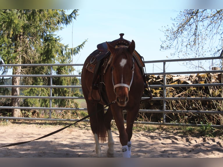 Caballo cuarto de milla Yegua 3 años 150 cm Alazán in Lo&#xDF;burg