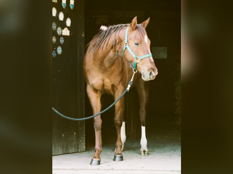 Caballo cuarto de milla Yegua 3 años 150 cm Alazán in Lo&#xDF;burg