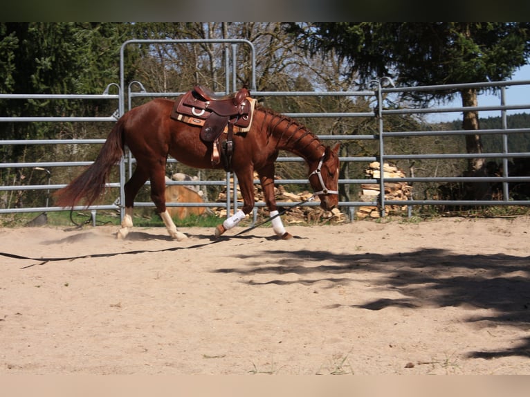 Caballo cuarto de milla Yegua 3 años 150 cm Alazán in Lo&#xDF;burg