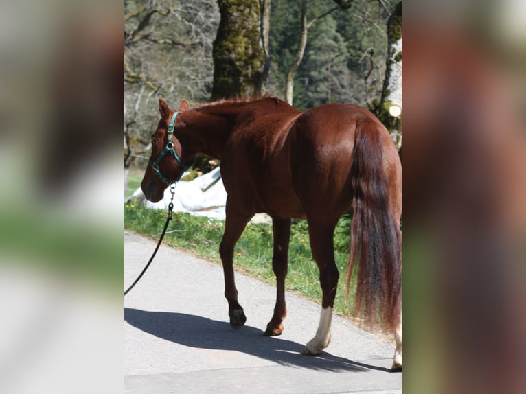 Caballo cuarto de milla Yegua 3 años 150 cm Alazán in Lo&#xDF;burg