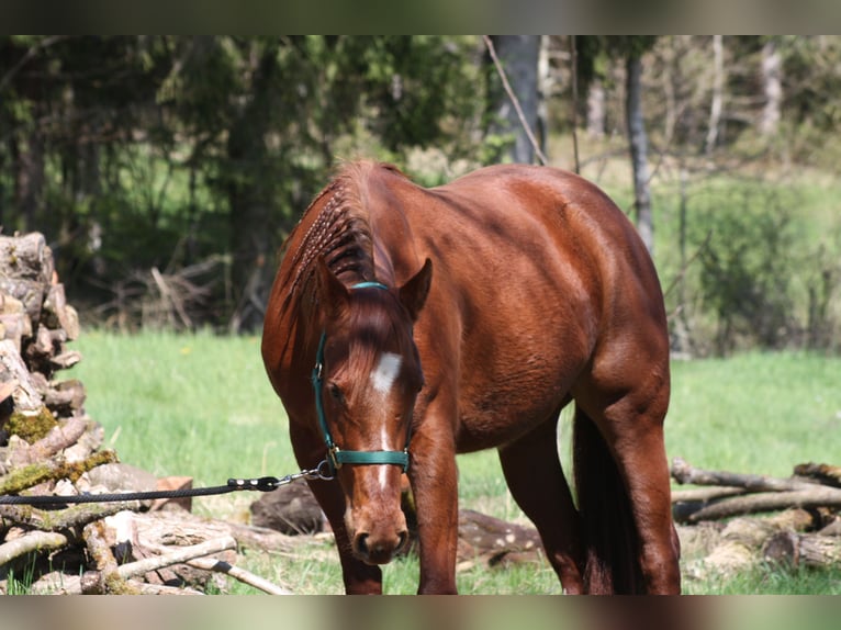 Caballo cuarto de milla Yegua 3 años 150 cm Alazán in Lo&#xDF;burg